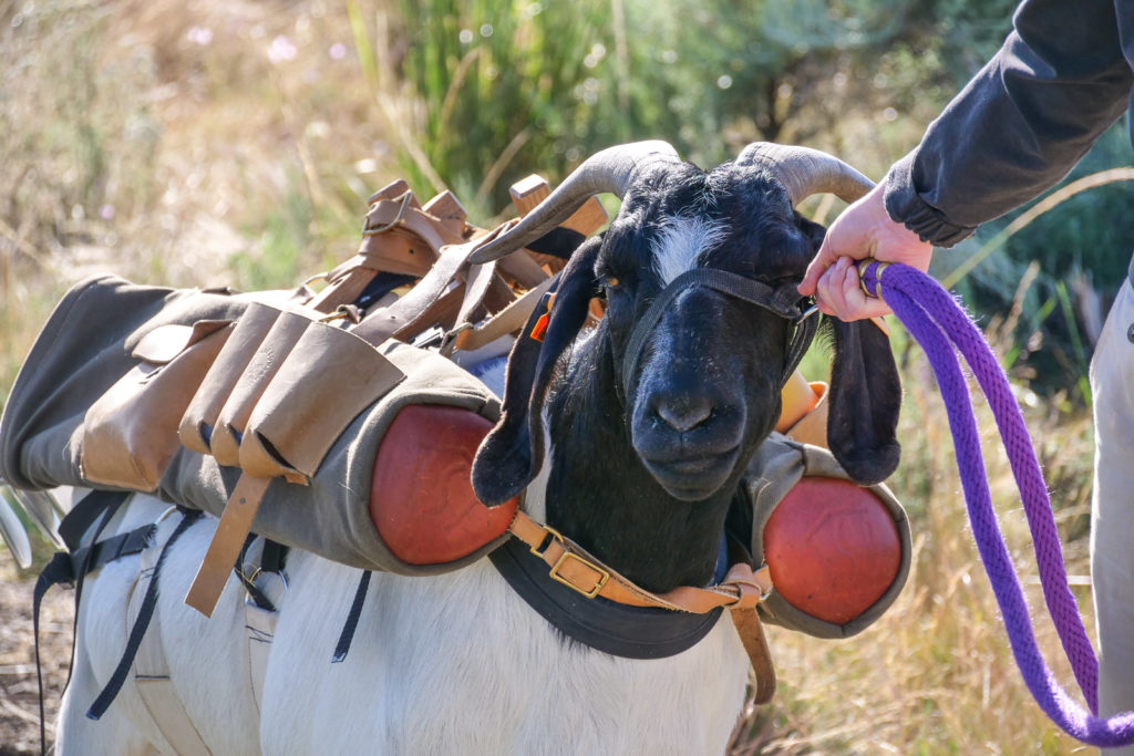 Goat Caddies at Silvies Valley Ranch