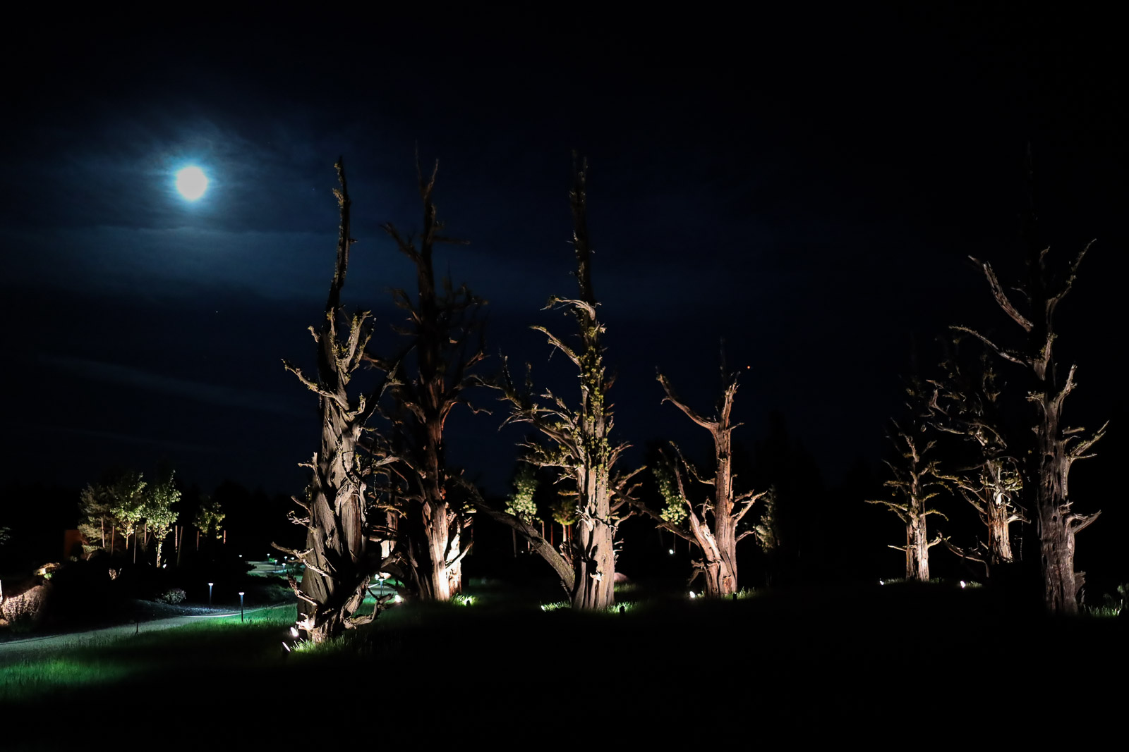 Pronghorn Resort Ghost Tree Forest